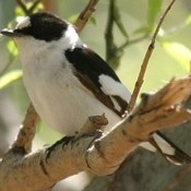 Collared Flycatcher
